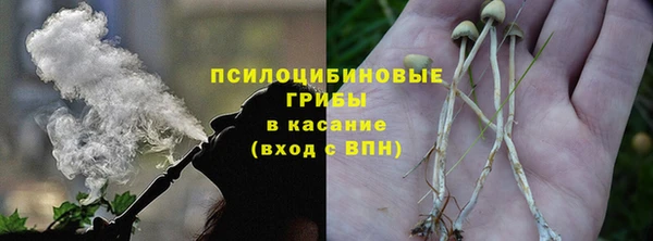 прущие грибы Михайлов